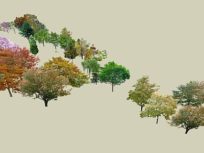 乔木 松树 景观树 树池乔木 行道树 银杏