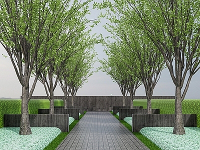 乔木 景观树 行道树 树池乔木 仪式感树 中轴大树