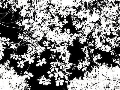 现代树影 黑白树梢