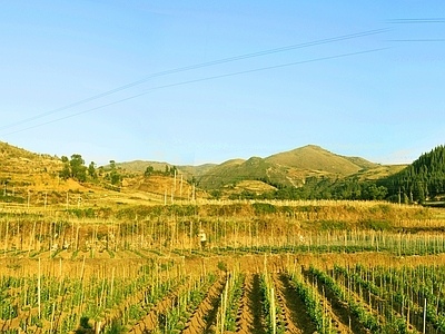 现代新中式农田 农业 山体 葡萄架