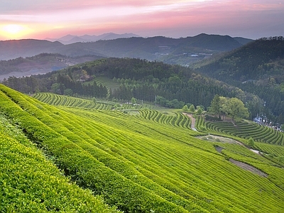 现代农田 农田 梯田 茶园