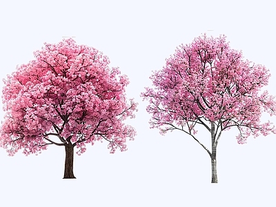 乔木 2D花铃木