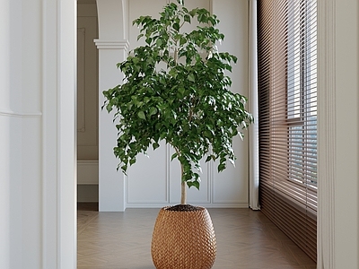 盆栽 植物盆栽 装饰绿植 室内植物
