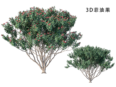 乔木 菲油果 蓝色树 蓝色植物 桂花树 石榴树