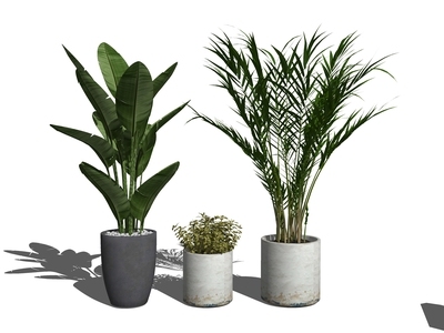 现代绿植盆栽 盆景 景观树 芭蕉