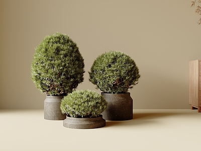 盆栽 盆景 户外植物 其他绿植 室外