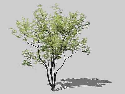 乔木 2D景观树