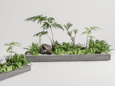 现代蕨类植物 蕨类庭院小品 盆景