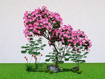 乔木 杜鹃花 高山杜鹃 造型树 景观树