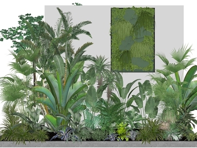 植物组合 热带植物组合 大叶植物组合 室内植物造景