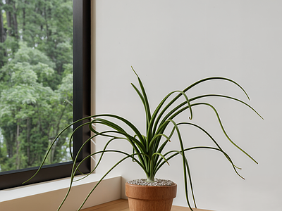 盆栽 热植物 小盆栽 绿植