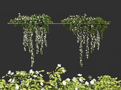其他绿植 吊兰 藤蔓 悬挂植物 现代