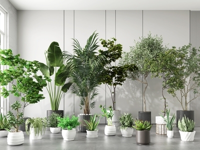 绿植盆栽