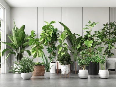 绿植盆栽 落地