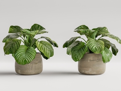 现代植物盆栽