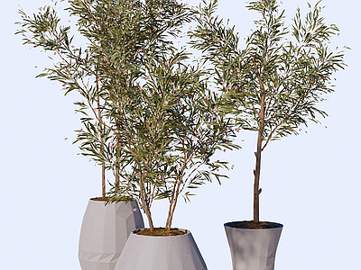 盆栽 植物绿植盆栽组合