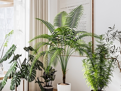 盆栽 天堂鸟 植物 盆景 盆景组合
