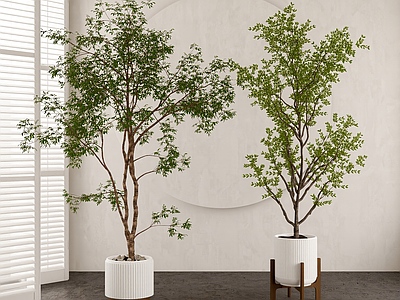 盆栽 现代植物盆栽组合