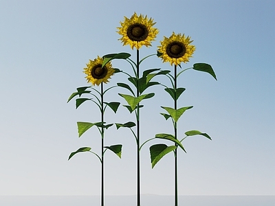 其他绿植 向日葵 太阳花 葵花