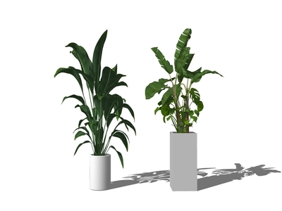 现代绿植盆栽 盆景 芭蕉