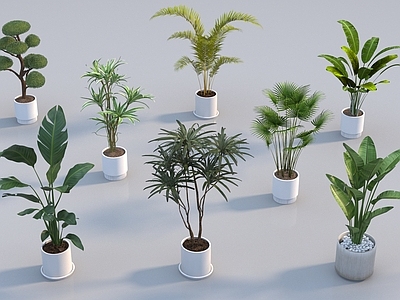盆栽 现代盆栽组合