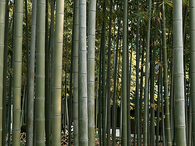 现代其它外景 竹林外景