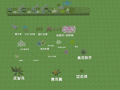 花草 花镜 波斯菊