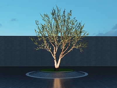 乔木 景观树 枯树 丛生乌桕 骨感树 树池乔木