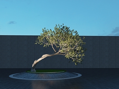 乔木 景观树 歪脖子树 铁冬青 弯杆冬青 斜飘冬青