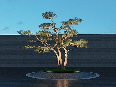 乔木 景观树 黑松 针叶树 造型松 丛生黑松