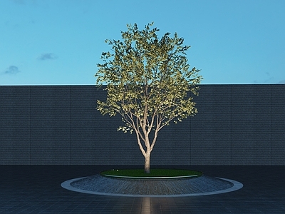 乔木 景观树 树池乔木 行道树 乌桕树 造型乌桕