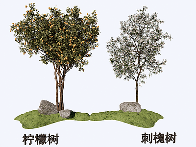 乔木 绿植柠檬刺槐树