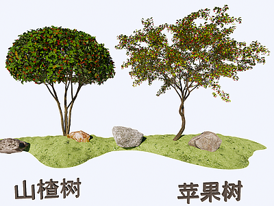 乔木 山楂苹果果树