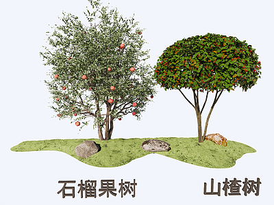 乔木 石榴果山楂树