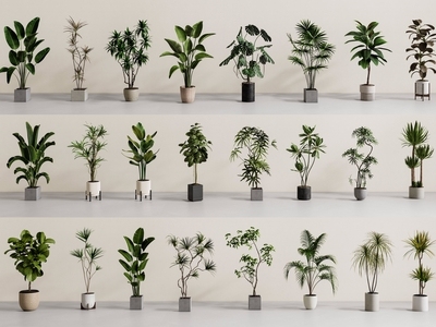 盆栽 植物盆栽 绿植盆栽 植物组合 盆景