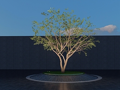 乔木 景观树 树池乔木 行道树 大乔木 特色树