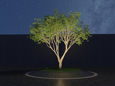 乔木 景观树 行道树 树池乔木 弯杆树 伞状大树