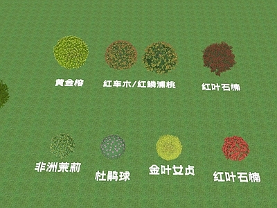 灌木 绿篱 灌木球 黄金榕 杜鹃球 非洲茉莉