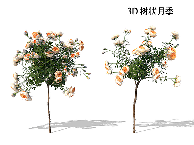 灌木 月季 树状月季 月季树 玫瑰树 树月季