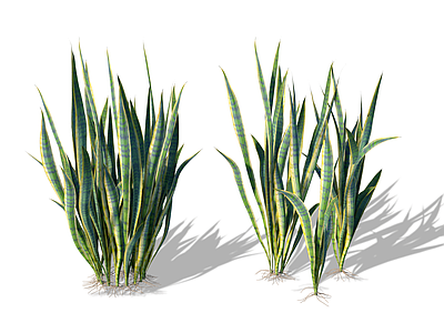 花草 虎皮兰 虎尾兰 龙舌兰 兰花 玉蝉花
