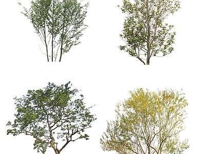 现代其它HDR 免抠植物树木 植物树木乔木