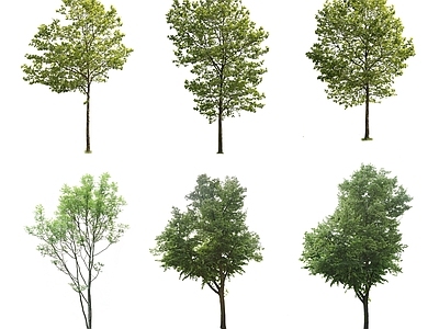 现代其它HDR 免抠植物树木 植物树木乔木