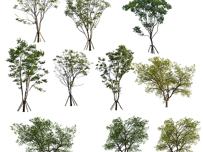 现代其它HDR 免抠植物树木 树木乔木