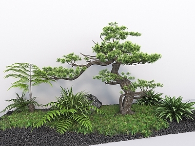 新中式景观盆景 新中式植物端景 盆景端景 松树意境 植物造景