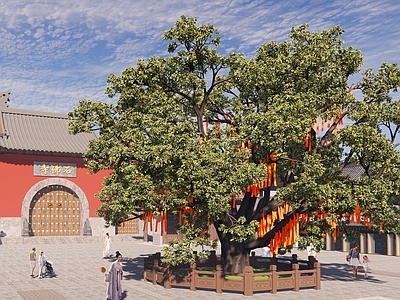 乔木 寺庙古树祈福树 祈福树财神树古树 千年银杏唐槐古柏 古银杏古树名木 千年神树状元祈福
