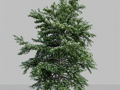 现代景观树乔木 互叶梾木 山茱萸科 山茱萸属 乔木植物