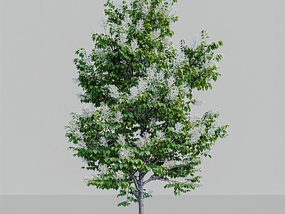 现代景观树乔木 象牙丝日本丁香花 木樨科丁香属