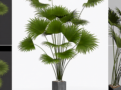 盆栽棕榈植物装饰