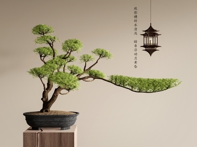 盆栽 松树盆栽 松树盆景 迎客松 松树 景观树