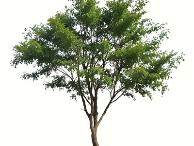 乔木 2d 景观树 榉树 朴树 造型乔木